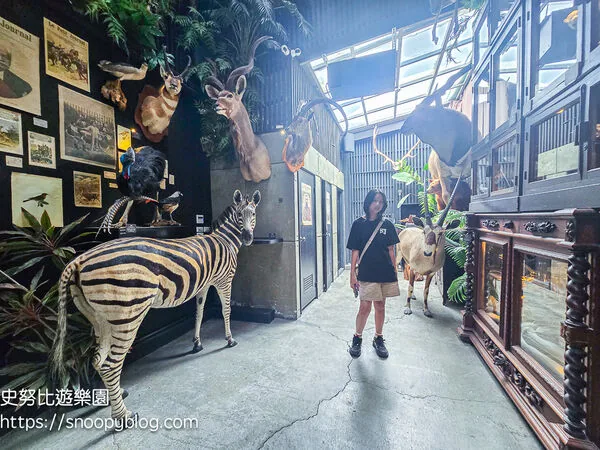 ▲▼台南仰角舶物的動物標本博物館。（圖／《史努比遊樂園》授權提供）