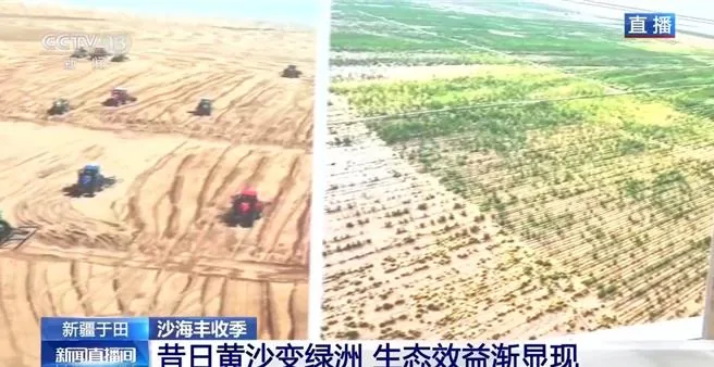 鎖邊合龍不是終點！新疆塔克拉瑪干沙漠邊緣持續擴綠　沙海變綠洲。（大陸央視）
