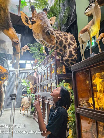 ▲▼台南仰角舶物的動物標本博物館。（圖／《史努比遊樂園》授權提供）