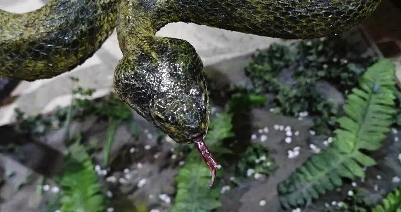 大陸國家動物博物館瀕危動物展廳展出的莽山原矛頭蝮標本。圖／取自人民日報微信公眾號