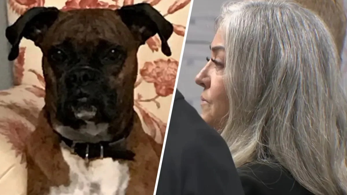 犬只与一名女子的照片拼图
