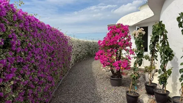▲▼藏九花園九重葛。（圖／翻攝自藏九花園臉書專頁）